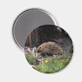 Echidna Magnet (Vorderseite/Rückseite)