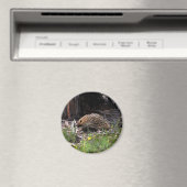 Echidna Magnet (In Situ (Geschirrspüler))