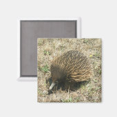 Echidna-Magnet Magnet (Vorderseite/Rückseite)