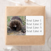 Echidna oder Spiny Anteater Australien (Insitu)