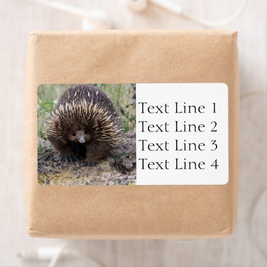 Echidna oder Spiny Anteater Australien (Insitu)