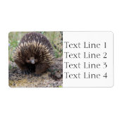 Echidna oder Spiny Anteater Australien (Vorne)
