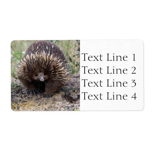 Echidna oder Spiny Anteater Australien (Vorne)