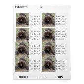 Echidna oder Spiny Anteater Australien (Vorne)