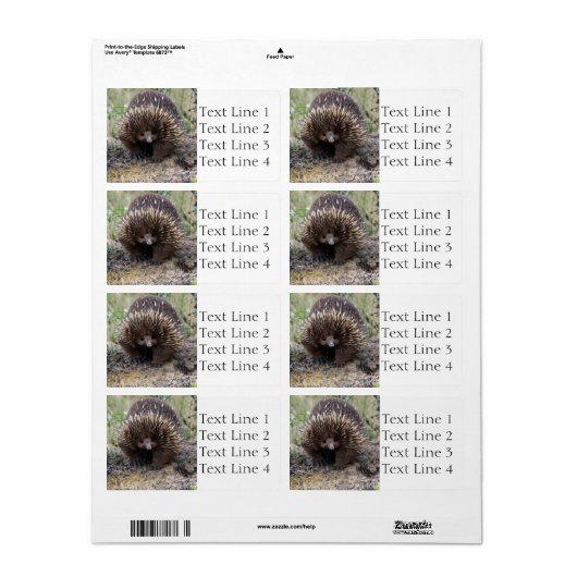 Echidna oder Spiny Anteater Australien (Vorne)