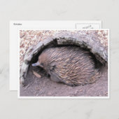echidna postkarte (Vorne/Hinten)