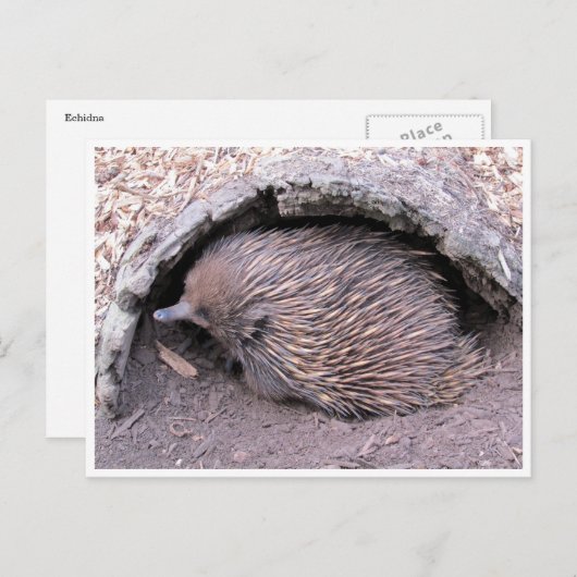 echidna postkarte (Vorne/Hinten)