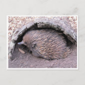 echidna postkarte (Vorderseite)