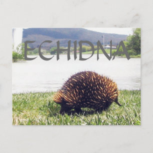 ECHIDNA-Tierart personalisieren Postkarte