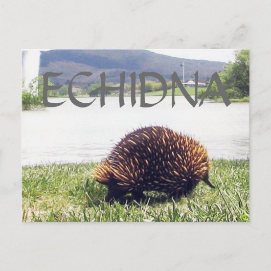 ECHIDNA-Tierart personalisieren Postkarte (Vorderseite)