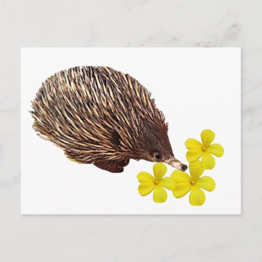 Echidna und Frangipani Postcard Postkarte (Vorderseite)