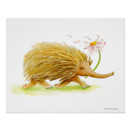Echidna Wassercolor-Poster Poster