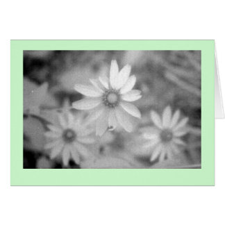 ‚Echinacea #1‘
