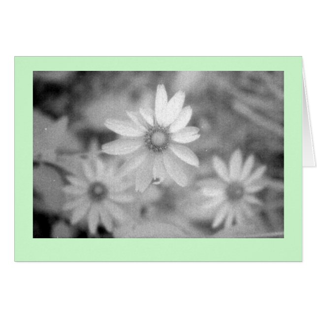 ‚Echinacea #1‘ (Vorderseite (Horizontal))