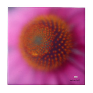 Echinacea-Blume Fliese