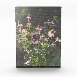 Echinacea-Blume in der Sonne Fotoblock