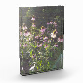 Echinacea-Blume in der Sonne Fotoblock (Links)