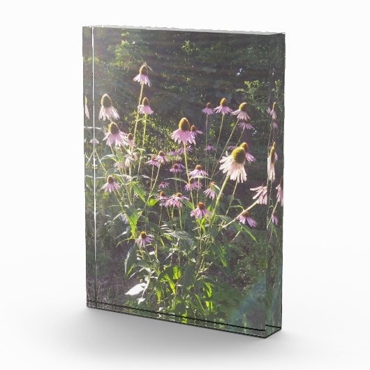 Echinacea-Blume in der Sonne Fotoblock (Rechts)