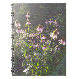 Echinacea-Blume in der Sonne Notizblock