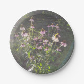 Echinacea-Blume in der Sonne Pappteller (Vorderseite)