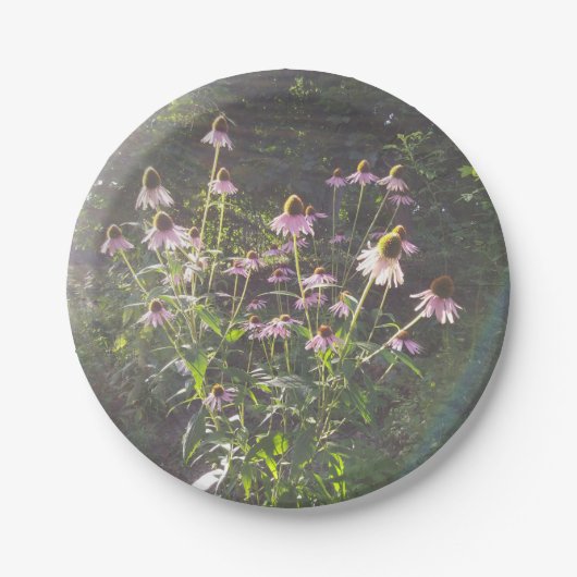 Echinacea-Blume in der Sonne Pappteller (Vorderseite)