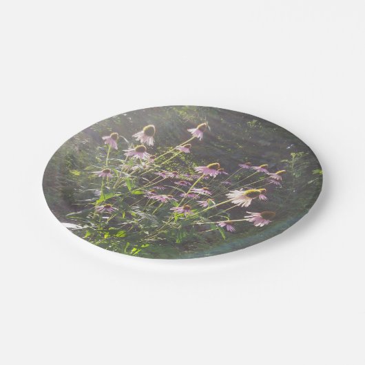 Echinacea-Blume in der Sonne Pappteller (Schrägansicht)