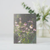 Echinacea-Blume in der Sonne Postkarte (Stehend Vorderseite)