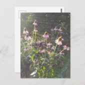 Echinacea-Blume in der Sonne Postkarte (Vorne/Hinten)