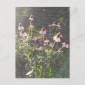 Echinacea-Blume in der Sonne Postkarte (Vorderseite)