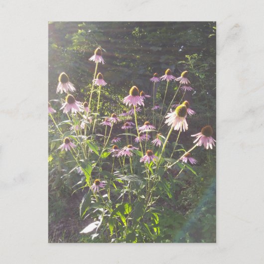 Echinacea-Blume in der Sonne Postkarte (Vorderseite)