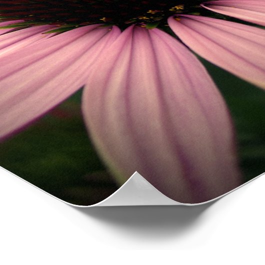 Echinacea Blume Lila Poster (Ecke)