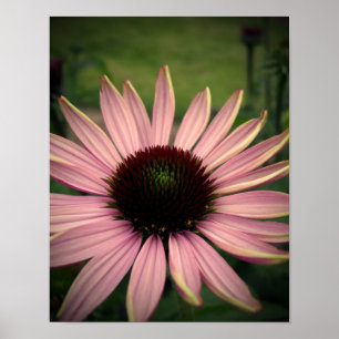 Echinacea Blume Lila Poster