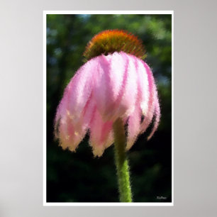 Echinacea-Blume Poster
