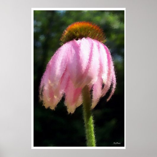 Echinacea-Blume Poster (Vorne)