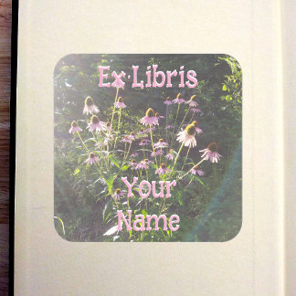 Echinacea-Blumen im Sonnenlicht-Exlibris Quadratischer Aufkleber
