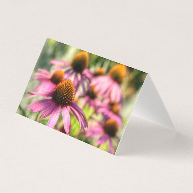 Echinacea-Blumen Szene (Vorderseite)