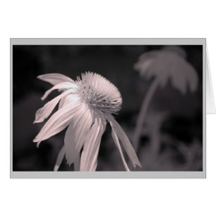 Echinacea-Blüte