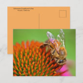 Echinacea Coneflower und Biene Postkarte (Vorne/Hinten)