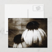 Echinacea Dark Dreams Postkarte (Vorne/Hinten)