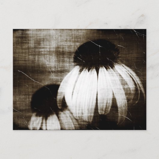 Echinacea Dark Dreams Postkarte (Vorderseite)
