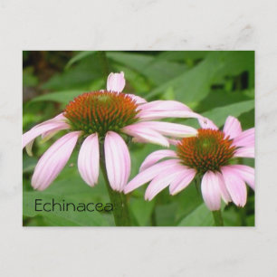 Echinacea Floral Botanische Pinkfarbene Blume Post Postkarte