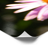 Echinacea im Foto Poster (Ecke)