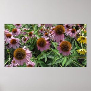 Echinacea Kone Blume in Lila und gelb Poster