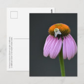 Echinacea lila Glockenblume Postkarte (Vorne/Hinten)