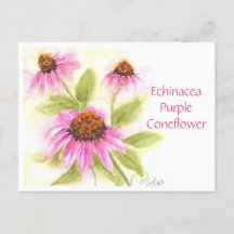 Echinacea Lila Verdickungskarte