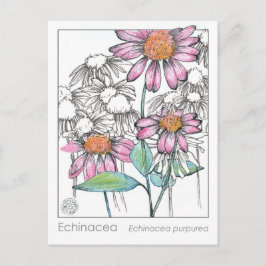 Echinacea Materia Medica Kräuterstudie Pflanze Car Postkarte