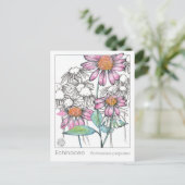 Echinacea Materia Medica Kräuterstudie Pflanze Car Postkarte (Stehend Vorderseite)