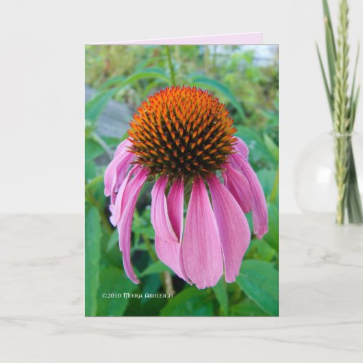 Echinacea Pink Karte (Vorderseite)