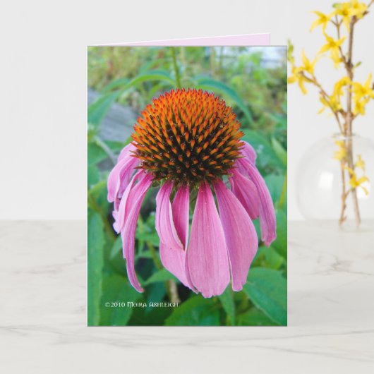 Echinacea Pink Karte (Gelbe Blume)