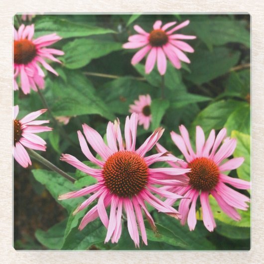 Echinacea Purpurea, Lila Blumenkohl Glasuntersetzer (Vorderseite)